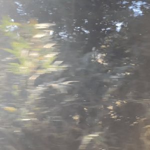 Bokeh - Single