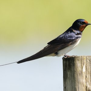 Eläimet: Linnut