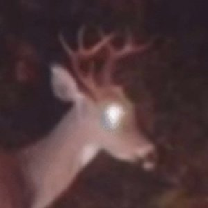 Avatar for kovonaut