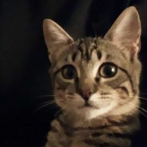 Avatar for accurzed