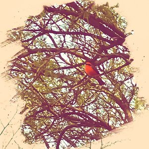 The Vermilion Flycatcher