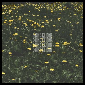 Dandelions
