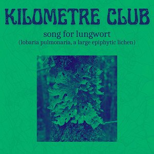 Song for Lungwort (lobaria pulmonaria, a large epiphytic lichen)