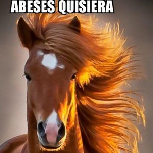 Abeses Quisiera