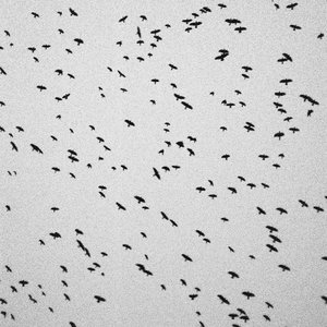 The Day The Birds Stopped Singing (Anna B Savage Remix)