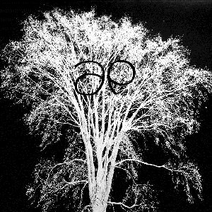 Elm The Tree