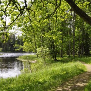 Late Spring in the Forest
