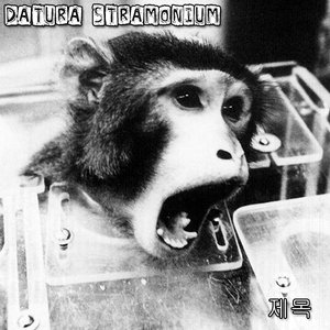 Datura Stramonium 的头像