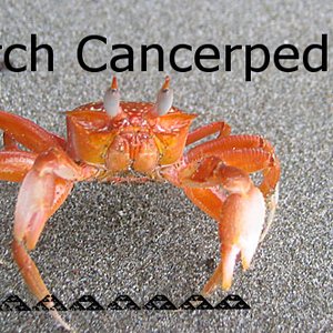 Arch Cancerped 的头像