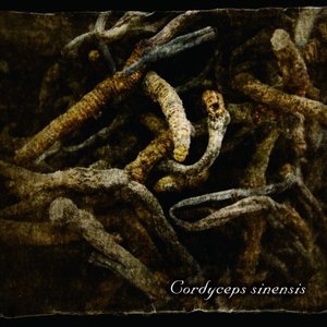 Cordyceps sinensis