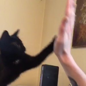 DEMOS