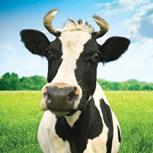 Alexander Rybak - Fela Igjen - Zortam Music