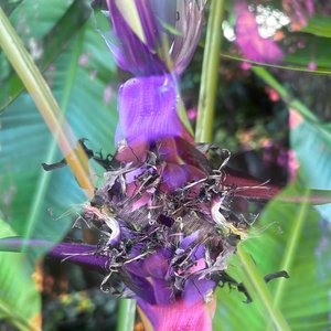 Avatar for PORNOGRINDER