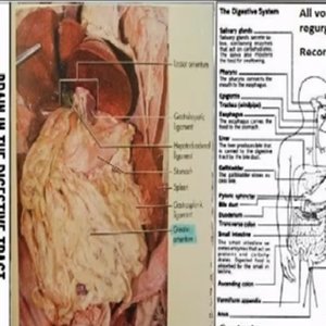 Avatar for Brain In The Digestive Tract