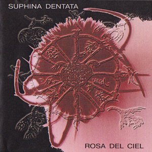 Rosa Del Ciel