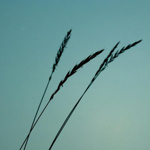 Aerial Love 的头像