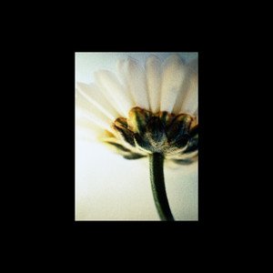 Analogue Alf 的头像