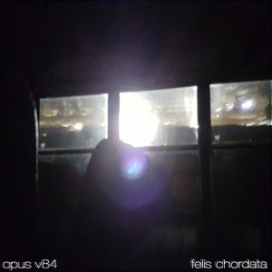 Felis Chordata