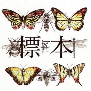 標本 TYPE-B