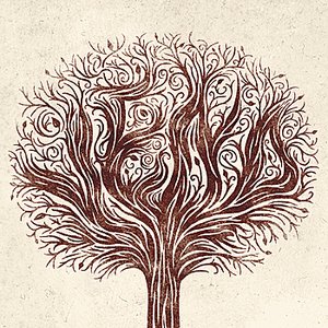 Tallest Tree