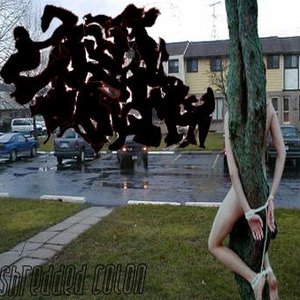 Shredded Colon 的头像