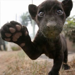 Die Der Arme Jaguar [Explicit]
