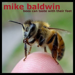 Bees Can Taste With Their Feet