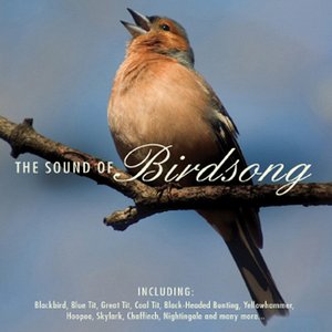 The Sound of Birdsong