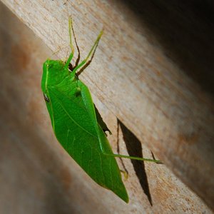 “leafbug”的封面