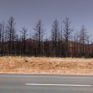 Victims of Real Things (Yankeeville in Decline)