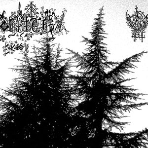 MOORKEETREE 的头像