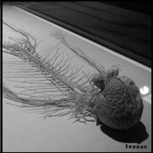 Avatar for texxas
