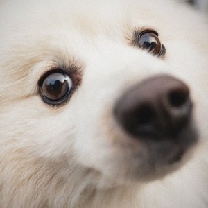 Wuff