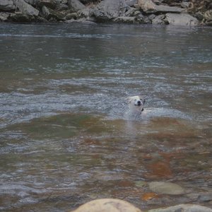 Was a Dog - EP