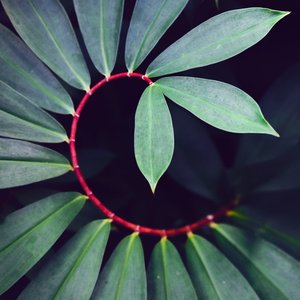 Tropical Iterations Complex