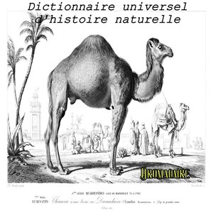 Dromadaire