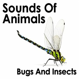 Sounds of Animals: Bugs and Insects