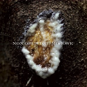 Non Opus Dei, Morowe 的头像