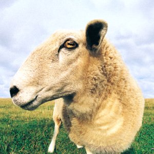 Digital Farm Animalz 的头像