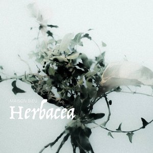 MAISON DIEU - Herbacea