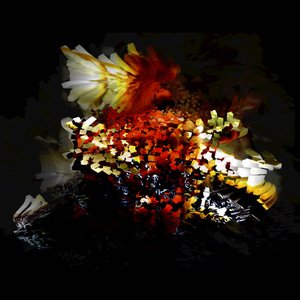 The Bullnose Step - EP
