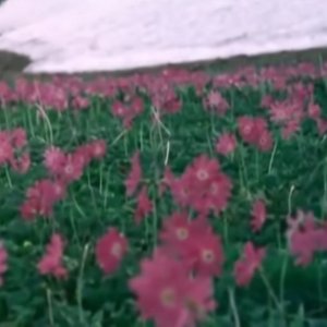 花序