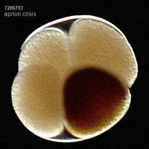 apriori crisis