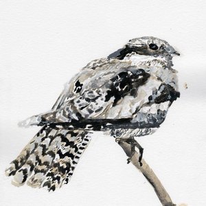 Nightjar - Single