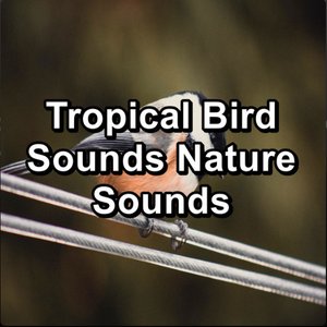 Relaxing Bird Songs