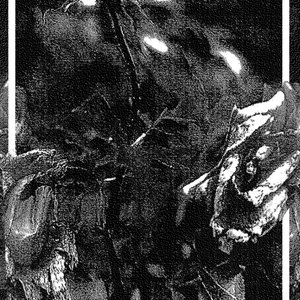 Oleander