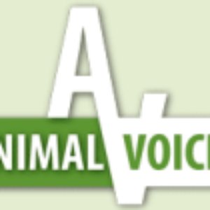 Awatar dla Animal Voices