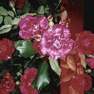 Ayaya - EP