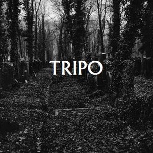 Tripo 的头像