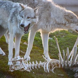 “Freedom Wolf”的封面